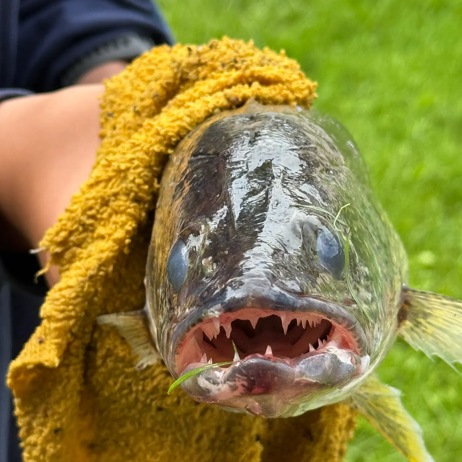 Walleye caught on Fishbrain