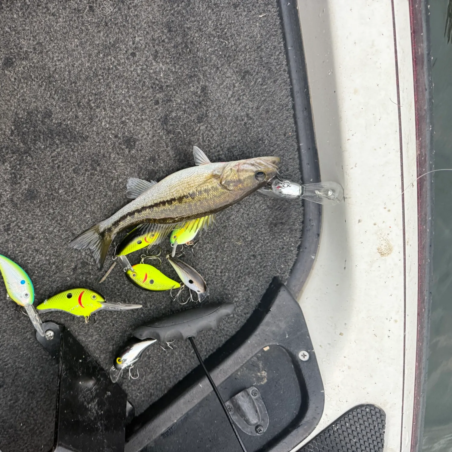 Spotted bass caught on Fishbrain