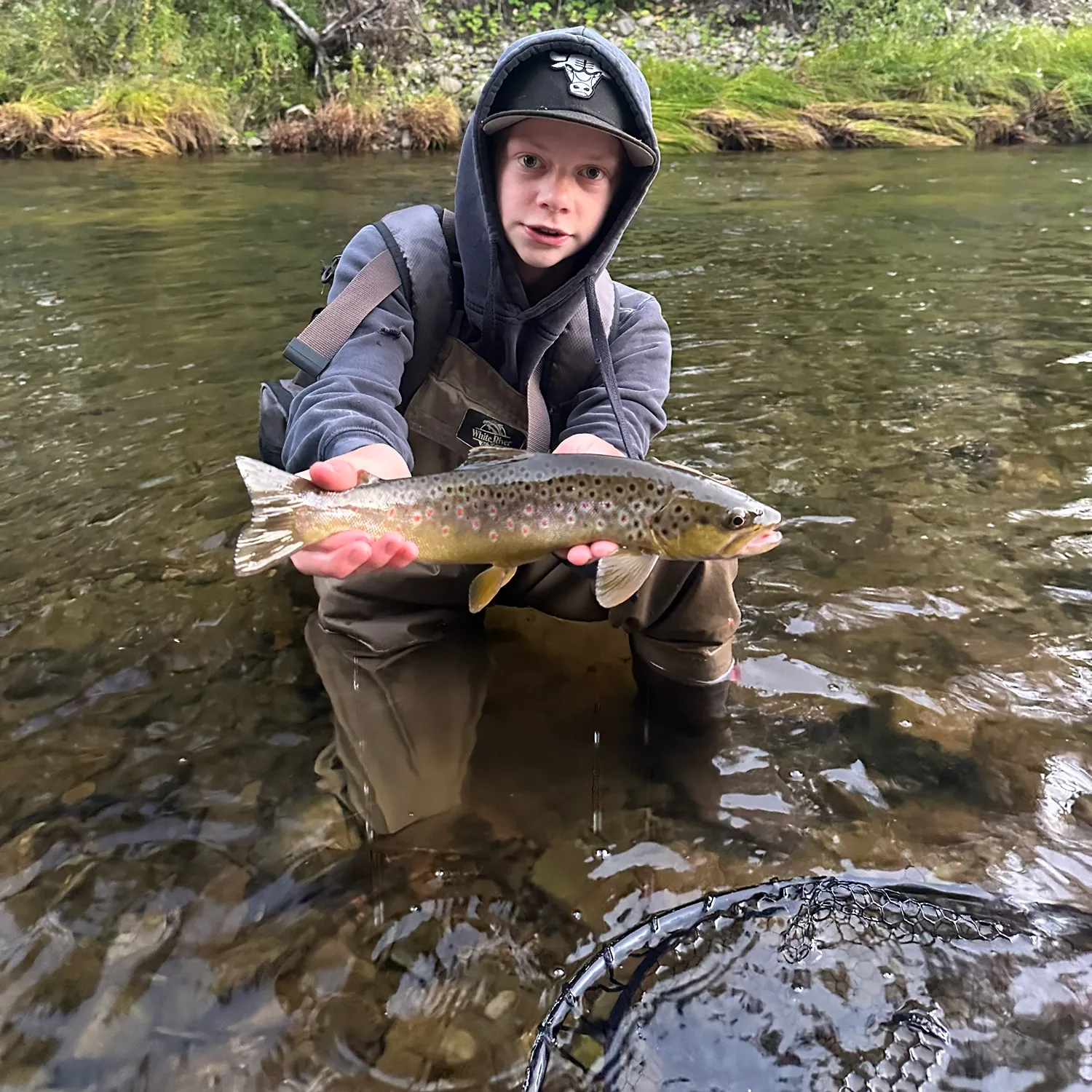 Brown trout caught on Fishbrain