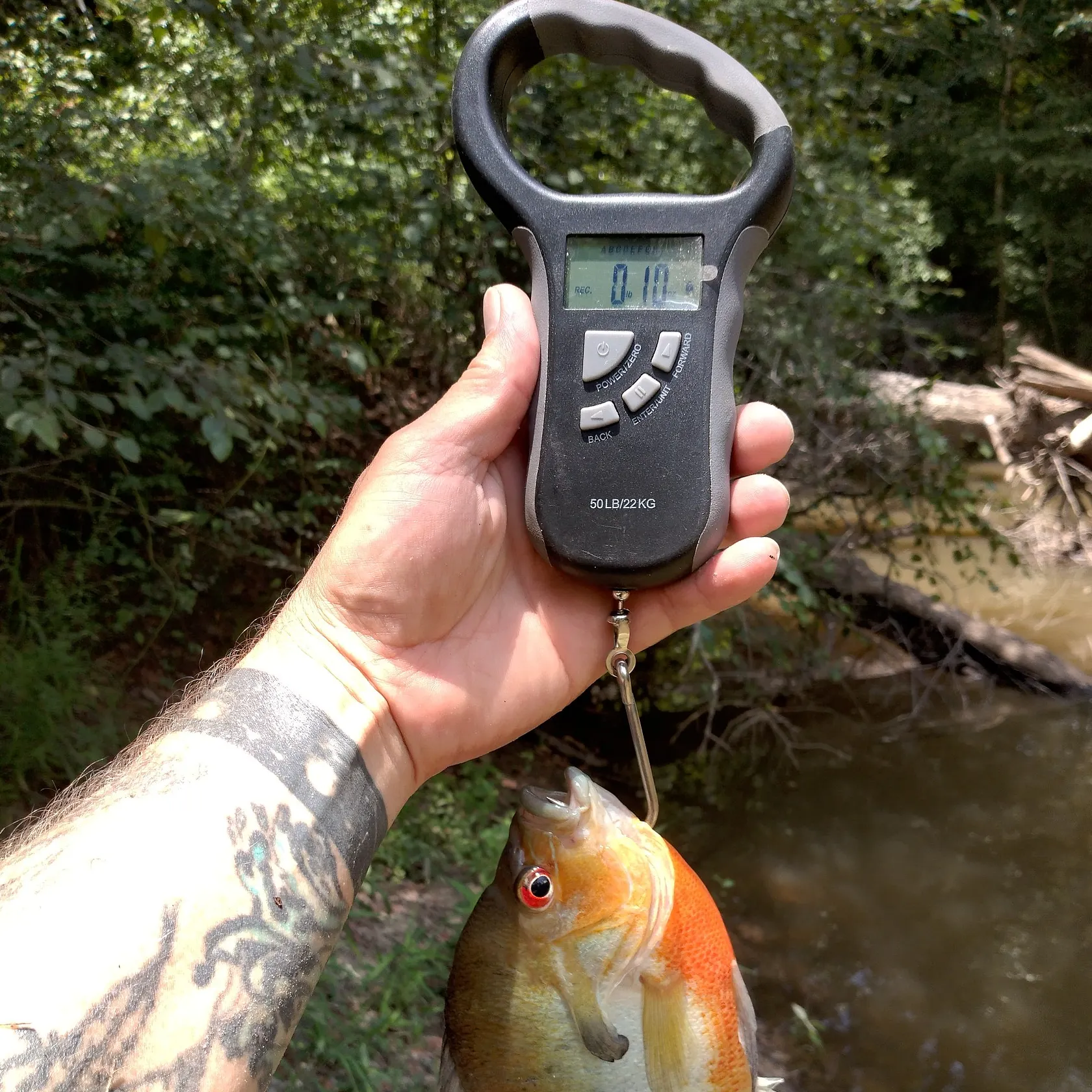 recently logged catches