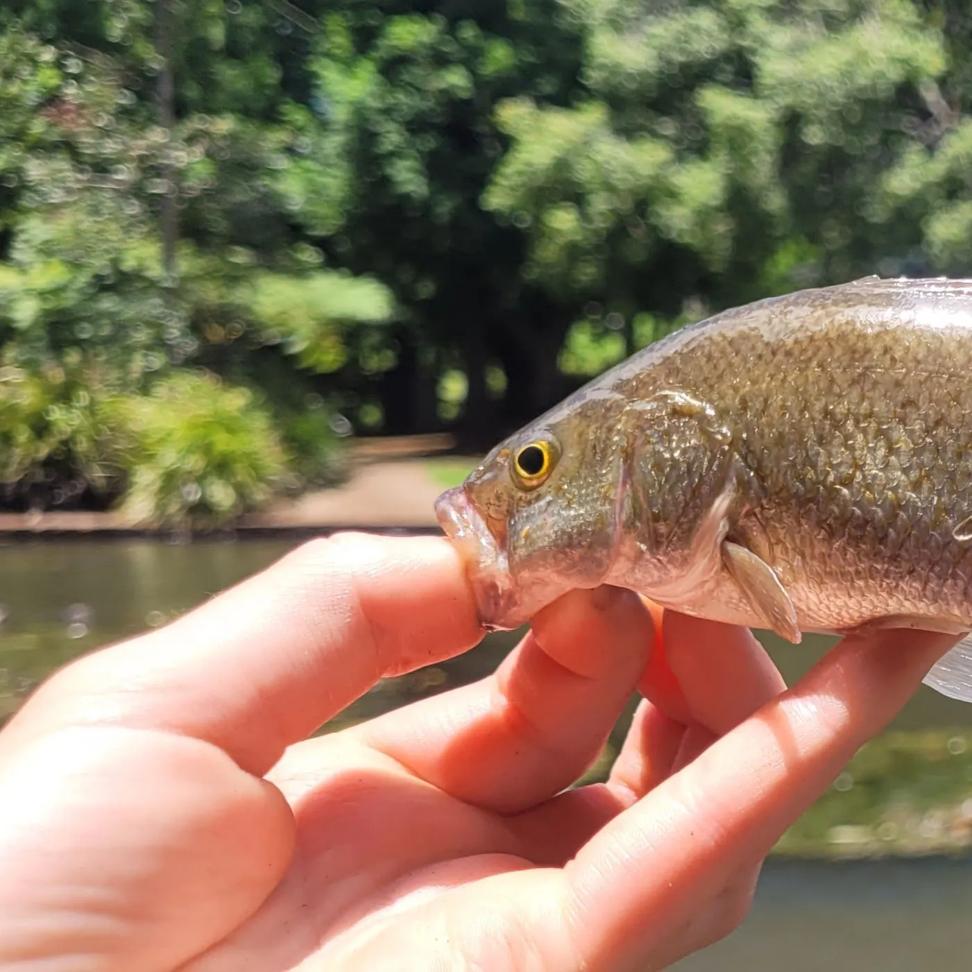 The most recent Spangled perch catches on Fishbrain