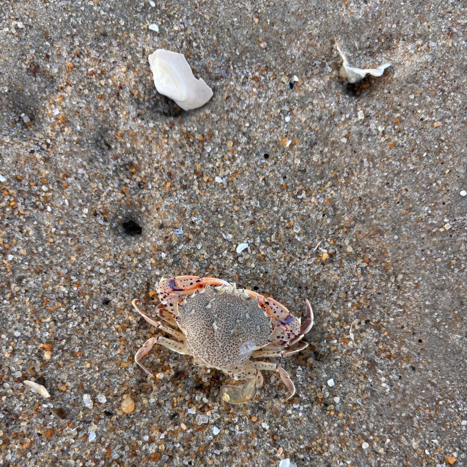 The most recent Atlantic rock crab catches on Fishbrain