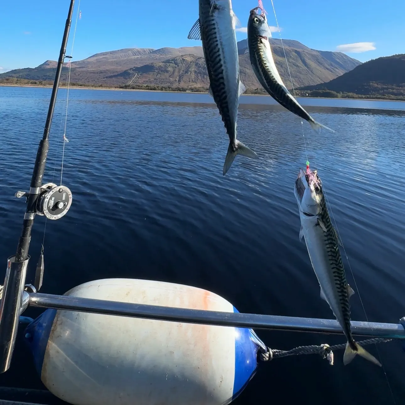 Atlantic mackerel caught on Fishbrain