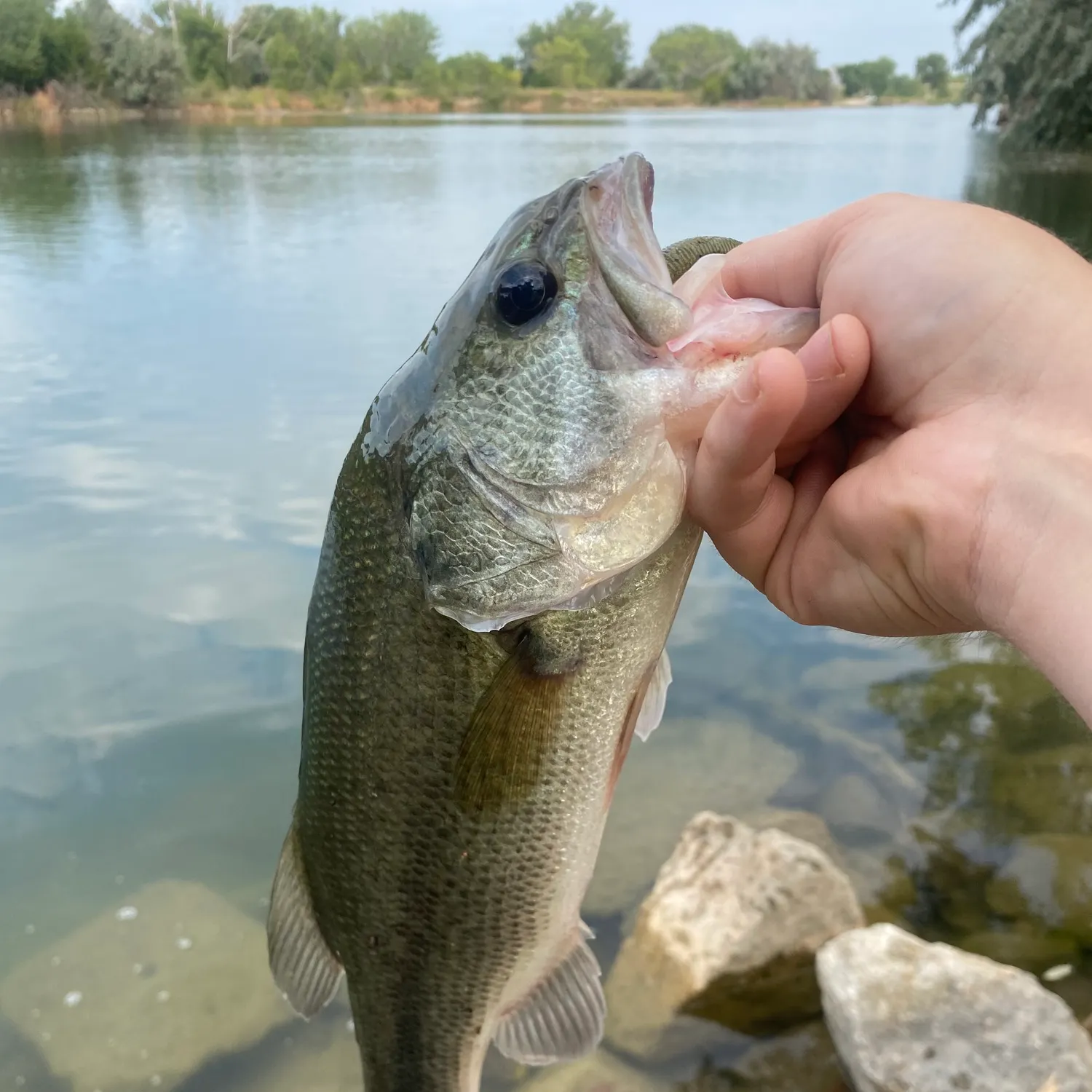 Largemouth bass caught on Fishbrain