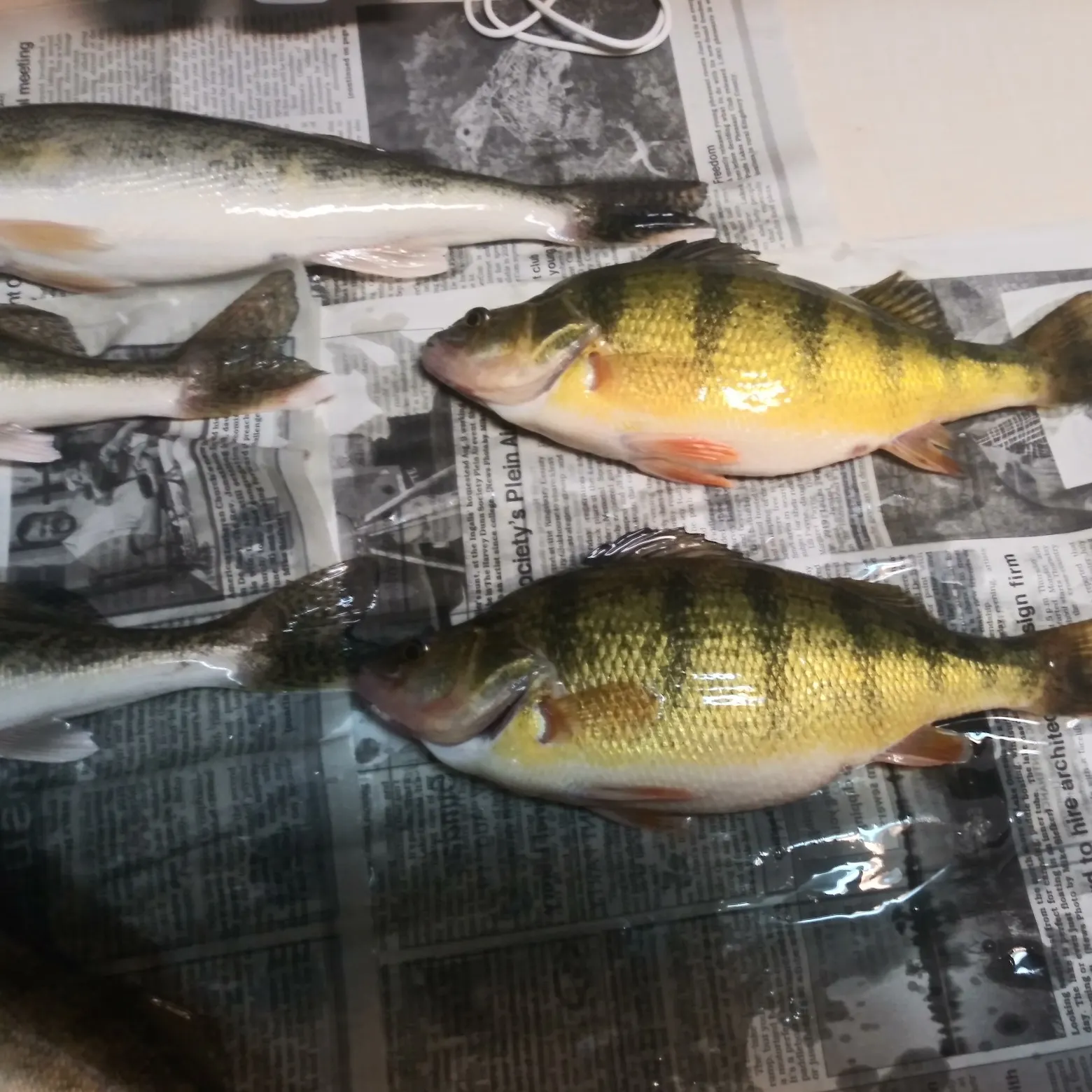 recently logged catches