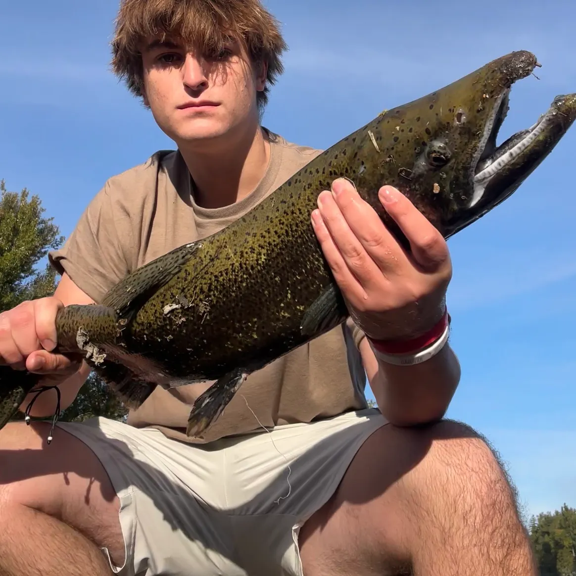 Chinook salmon caught on Fishbrain