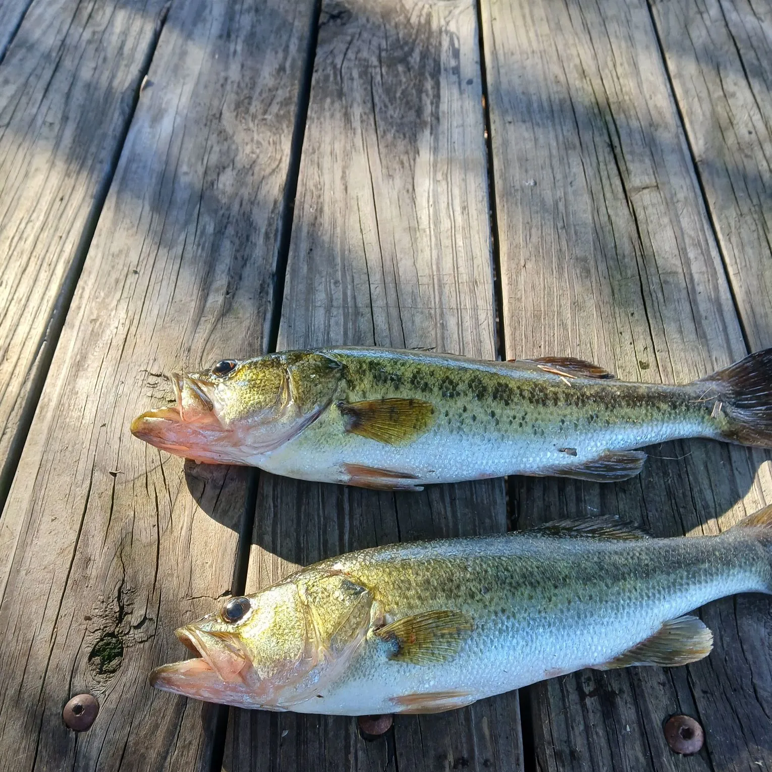 recently logged catches