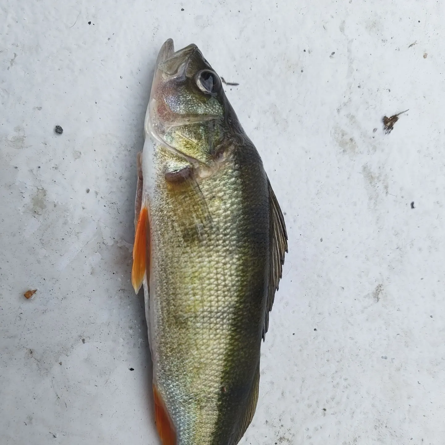 European perch caught on Fishbrain