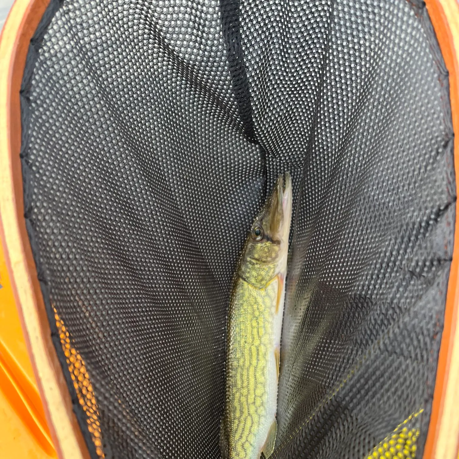 Chain pickerel caught on Fishbrain