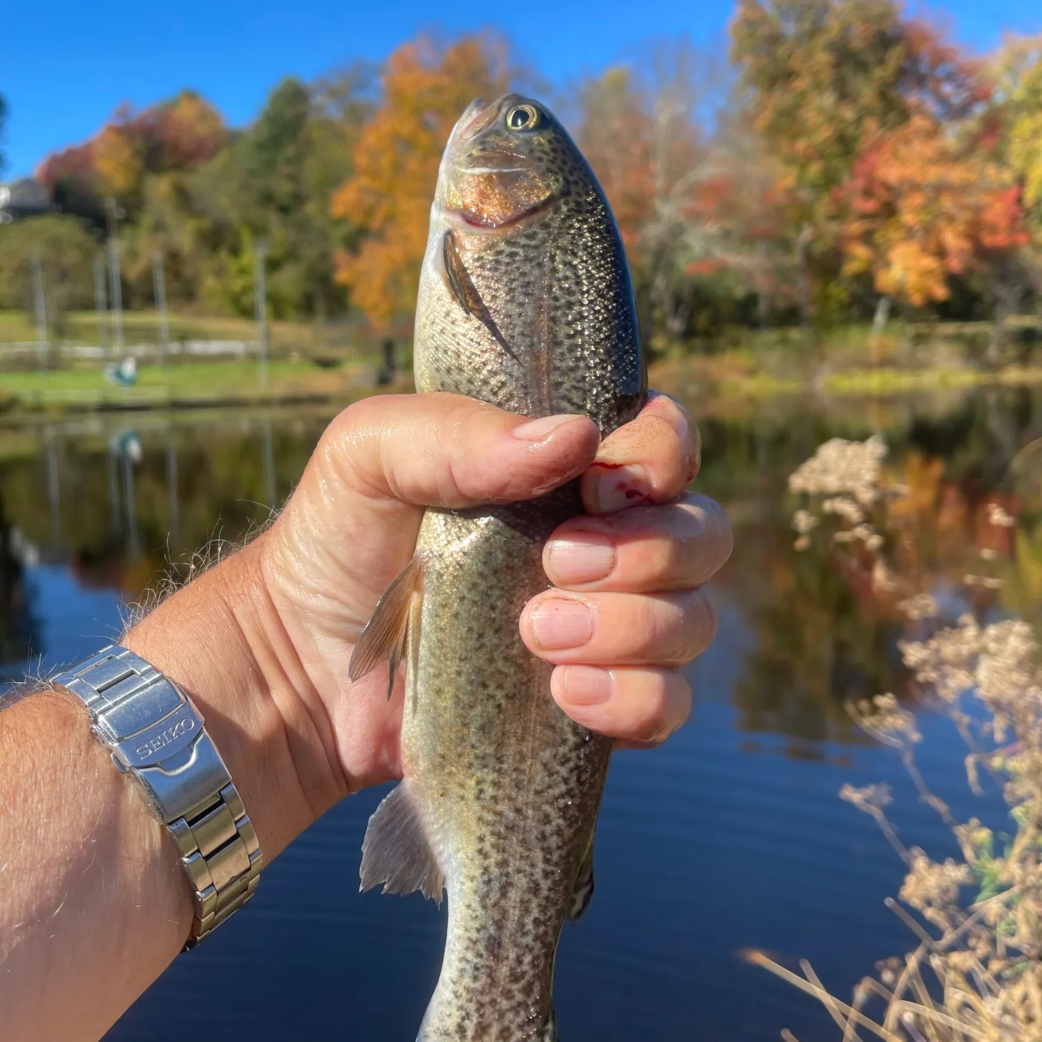 Rainbow trout caught on Fishbrain