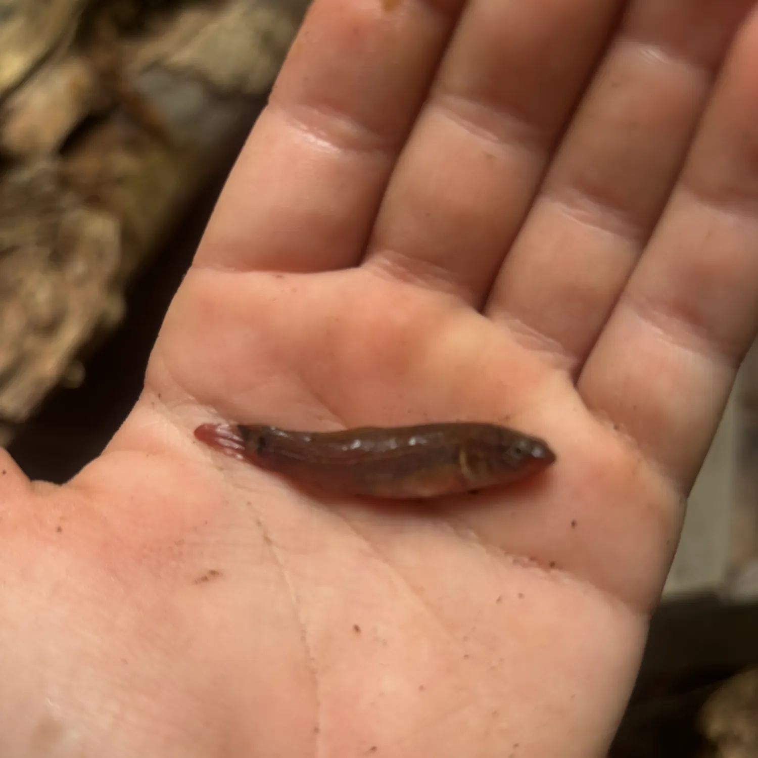 The most recent Banded killifish catches on Fishbrain