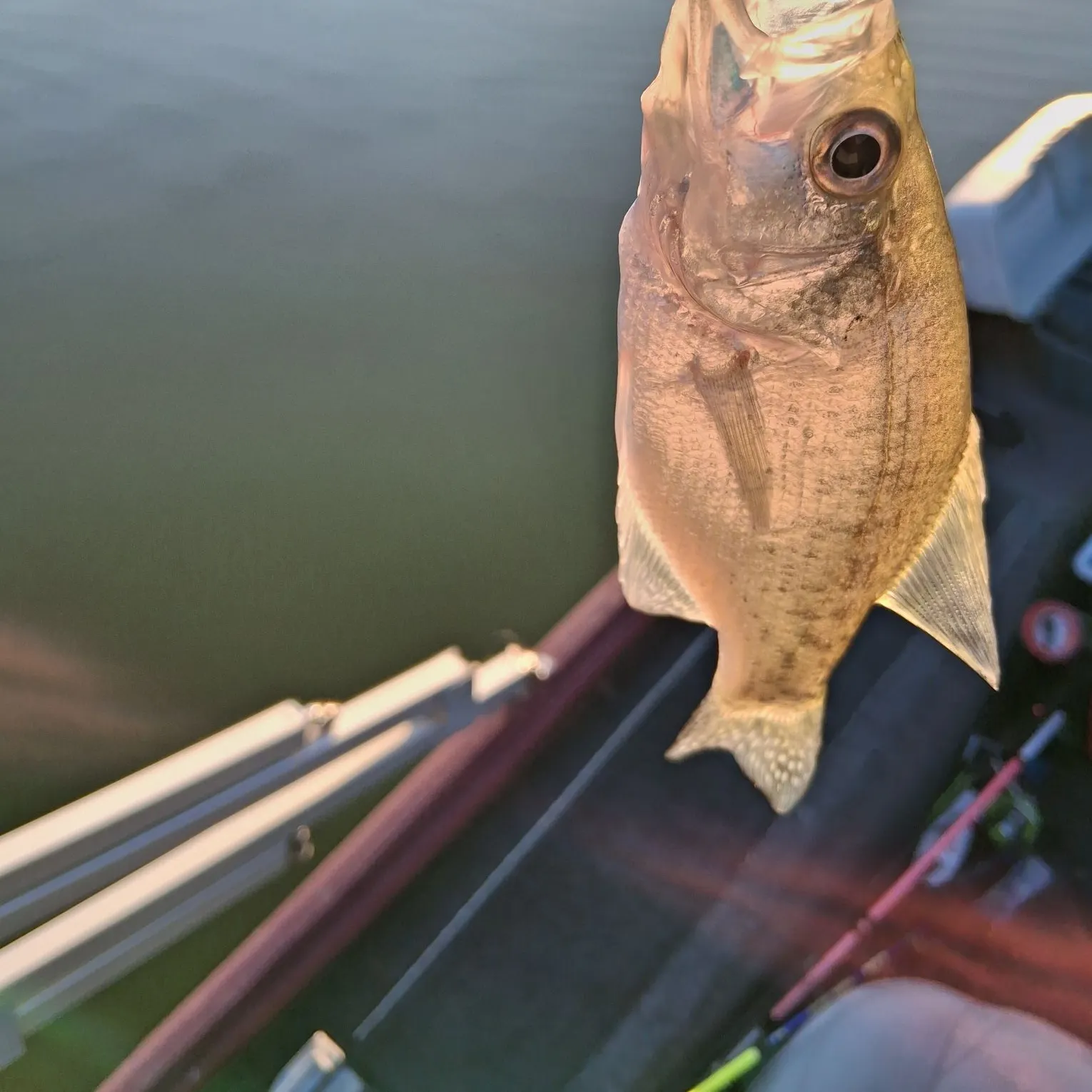 White crappie caught on Fishbrain