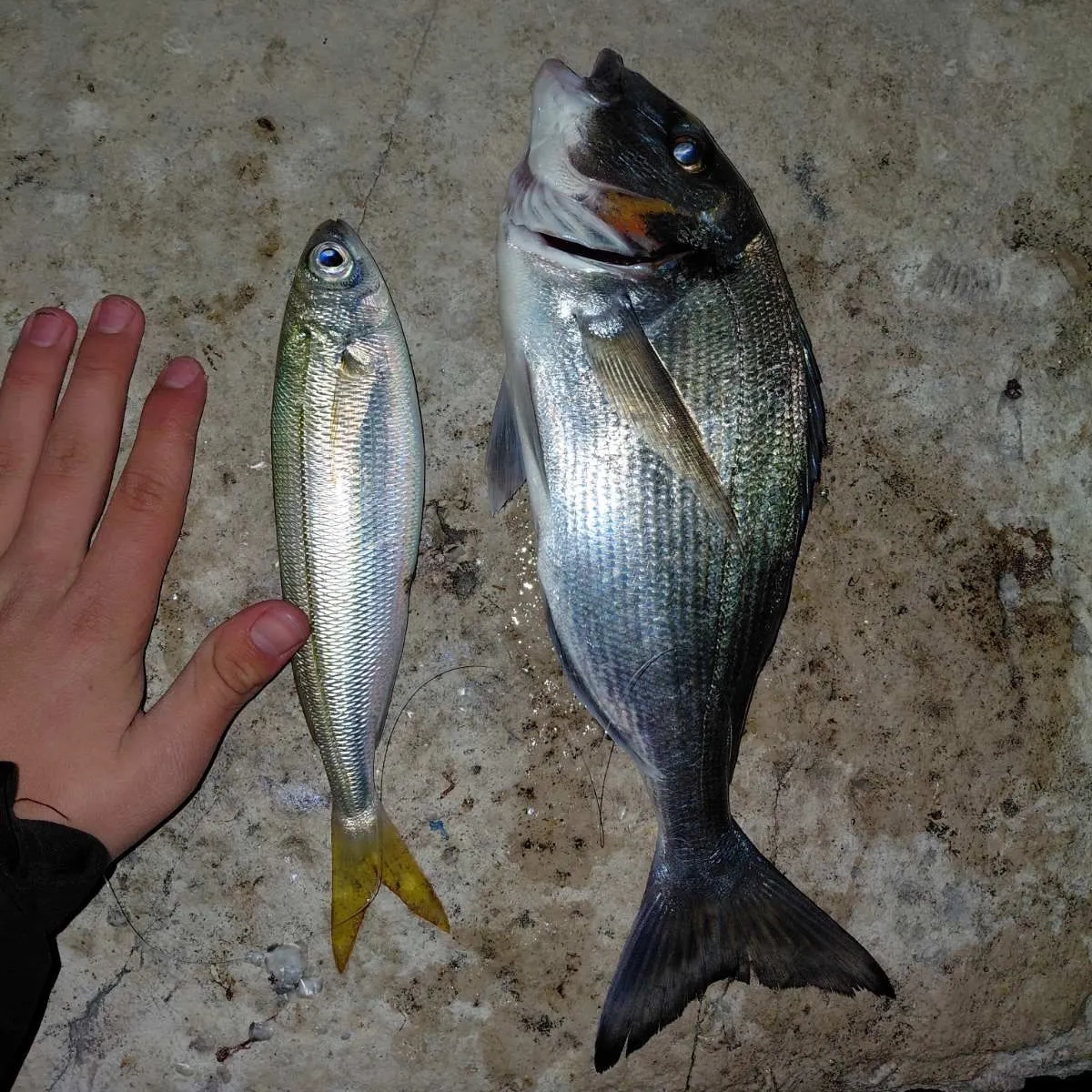 The most recent Gilthead seabream catches on Fishbrain