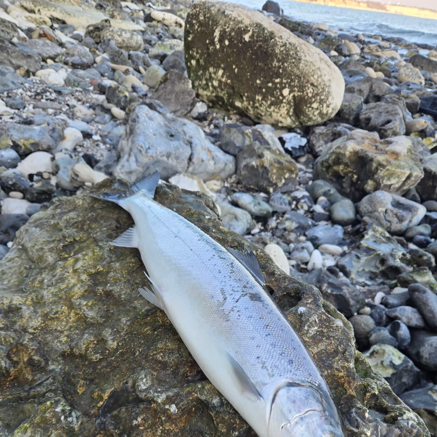 The most recent Sea trout catches on Fishbrain