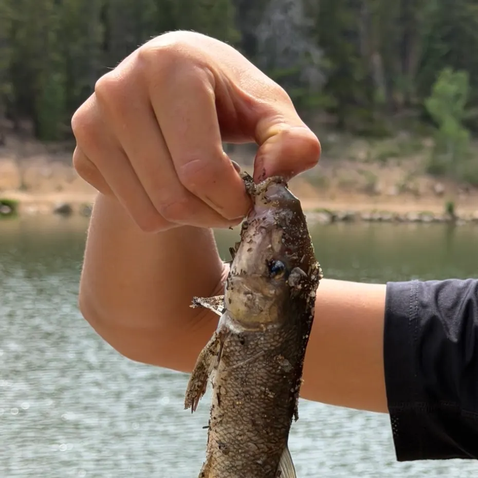White sucker caught on Fishbrain