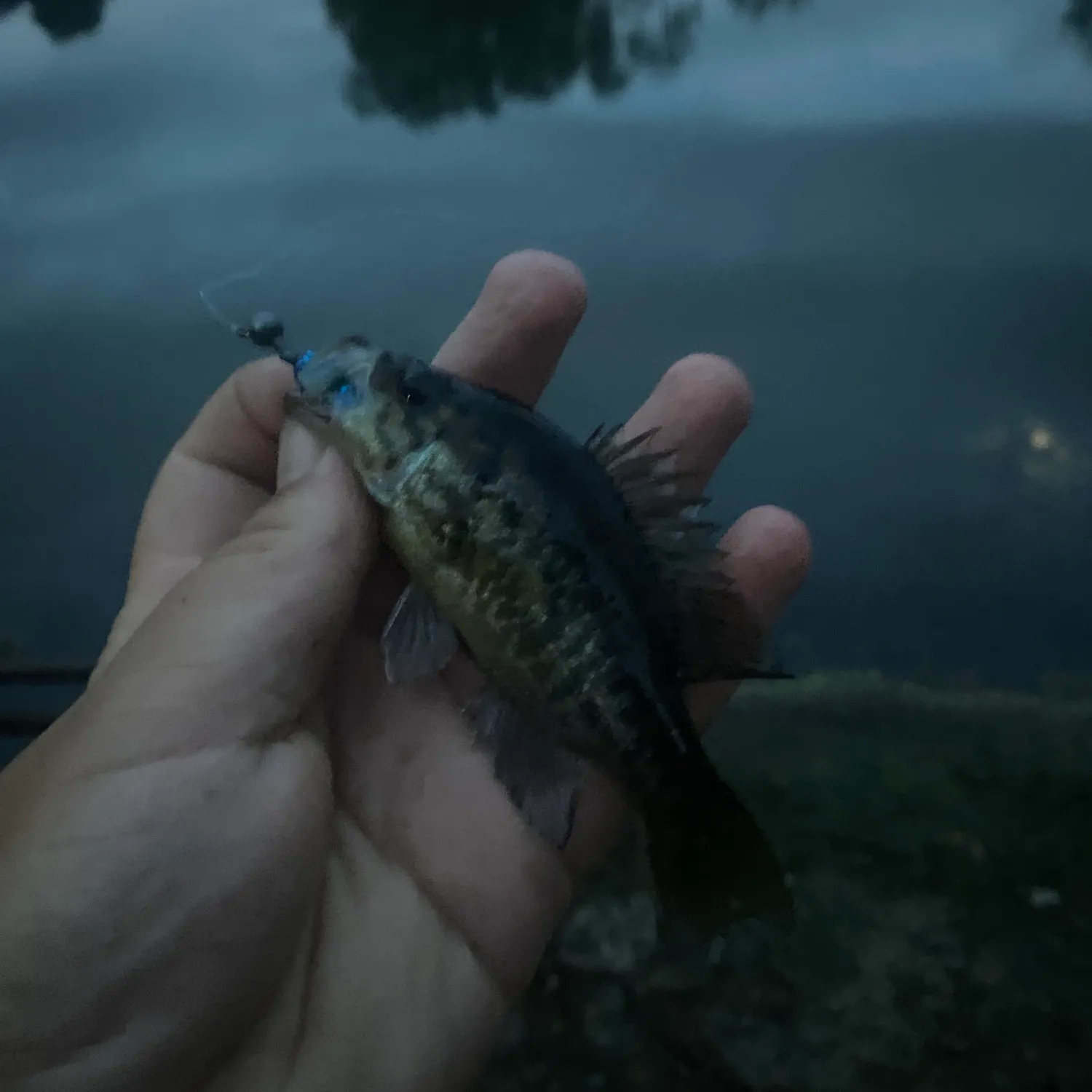 The most recent Warmouth catches on Fishbrain