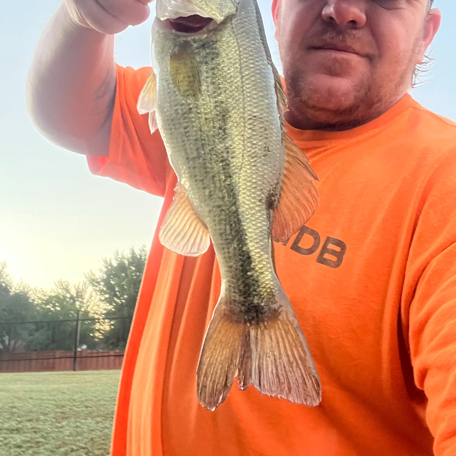 Largemouth bass caught on Fishbrain