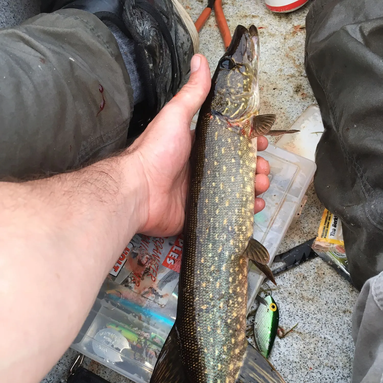recently logged catches