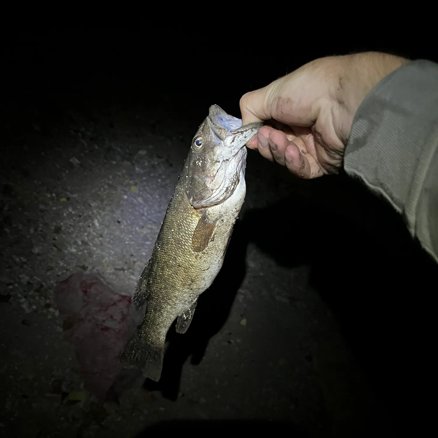 Smallmouth bass caught on Fishbrain