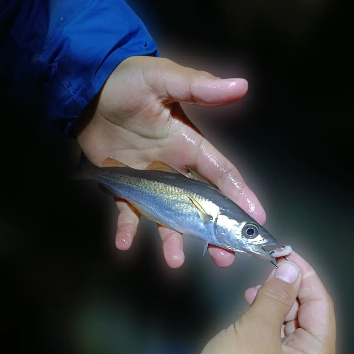 Pollack caught on Fishbrain