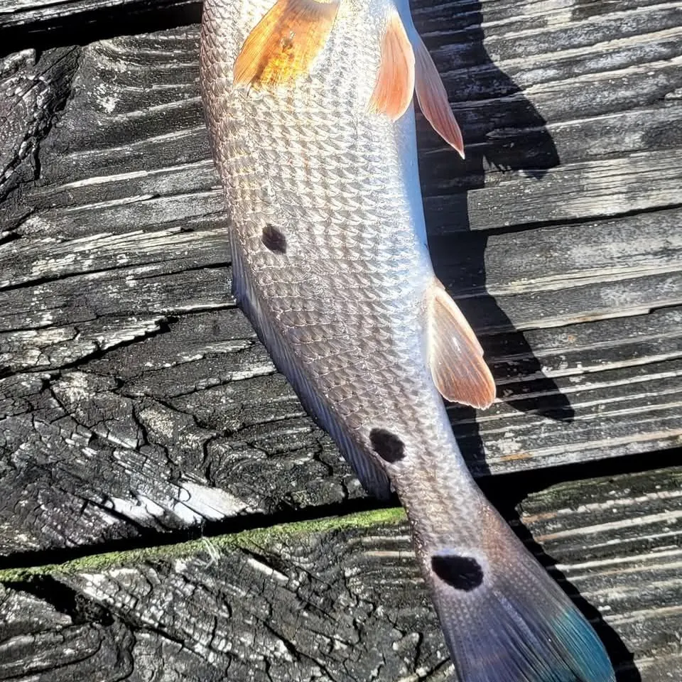 The most recent Red drum catches on Fishbrain