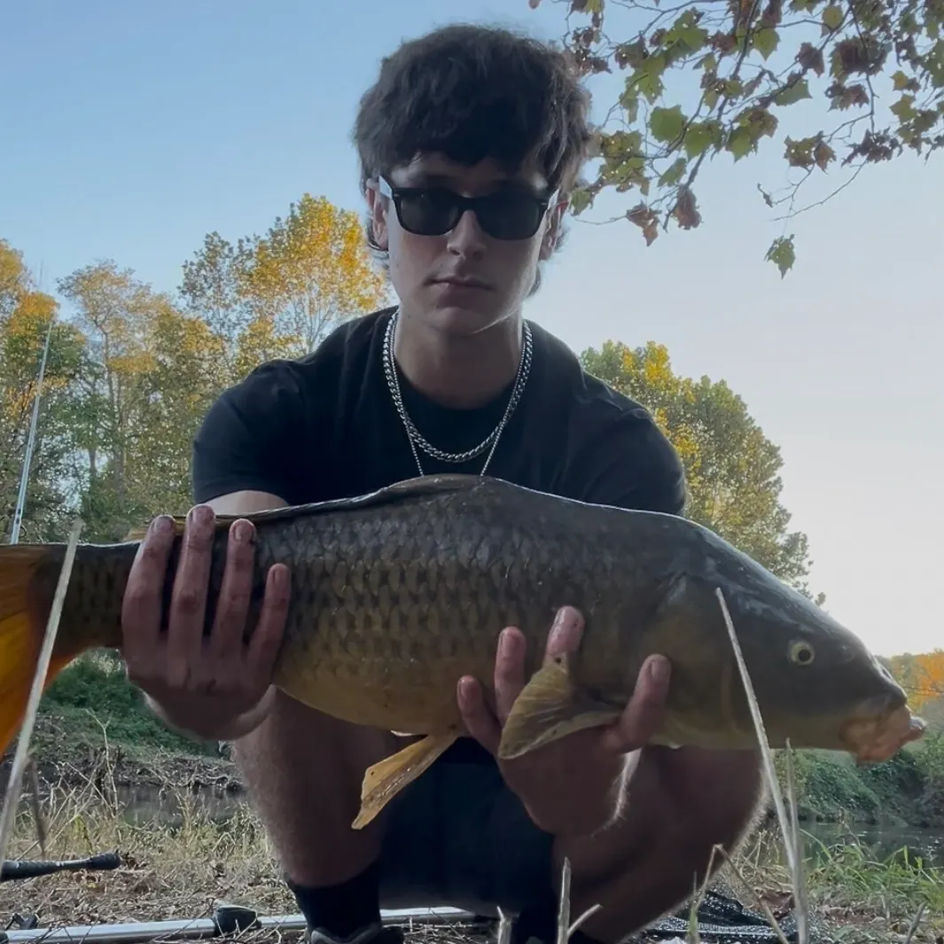 Common carp caught on Fishbrain