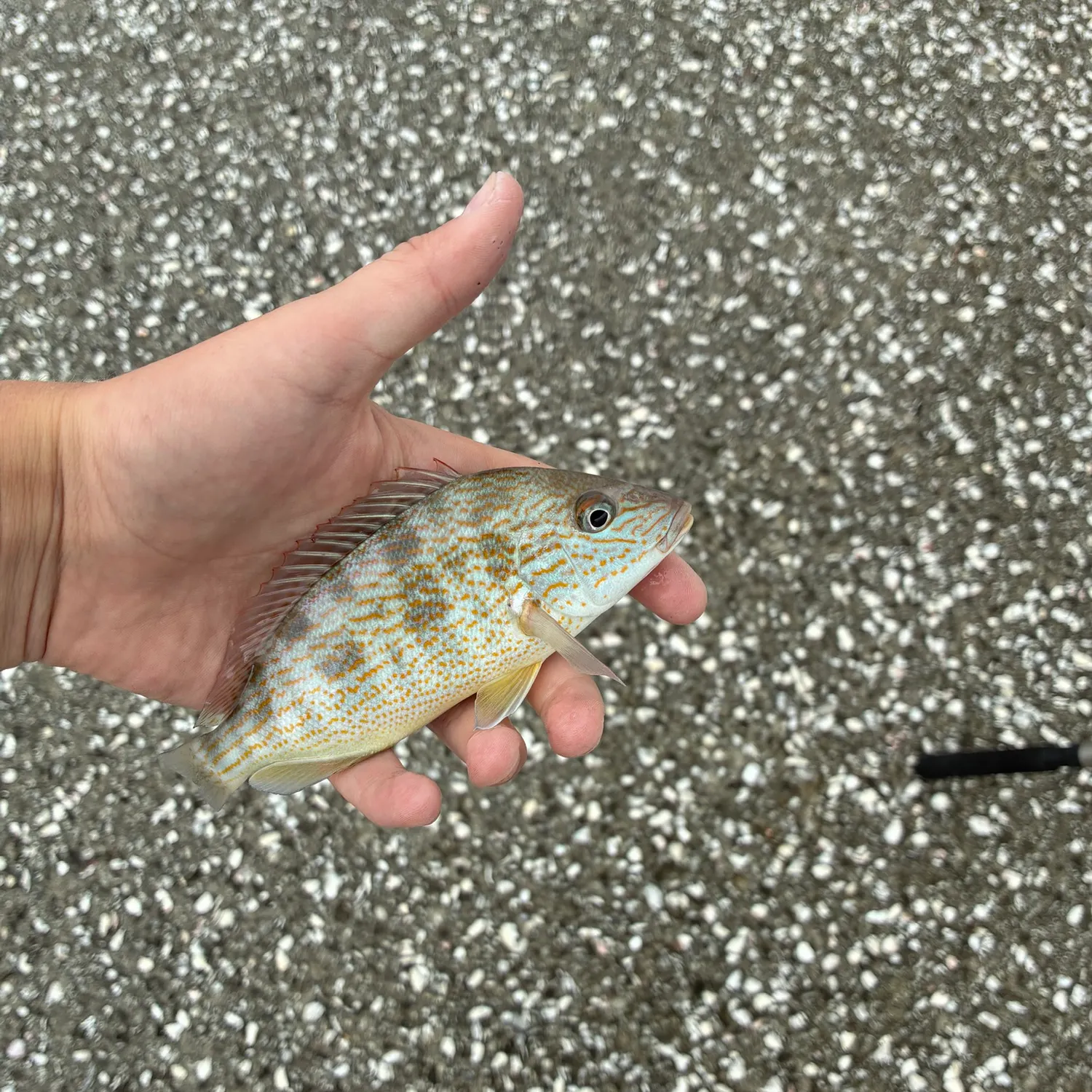The most recent Pigfish catches on Fishbrain