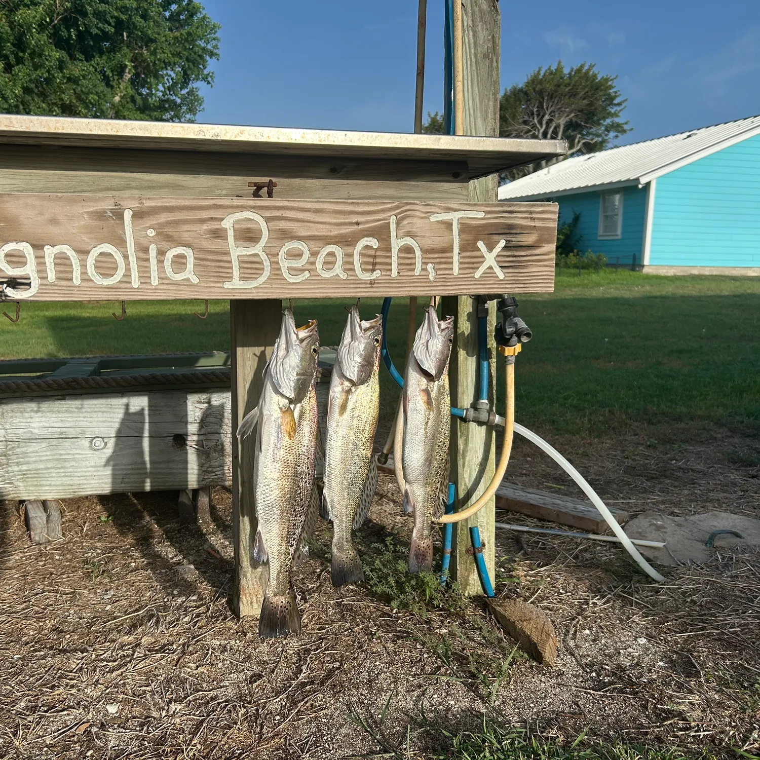 Spotted seatrout caught on Fishbrain