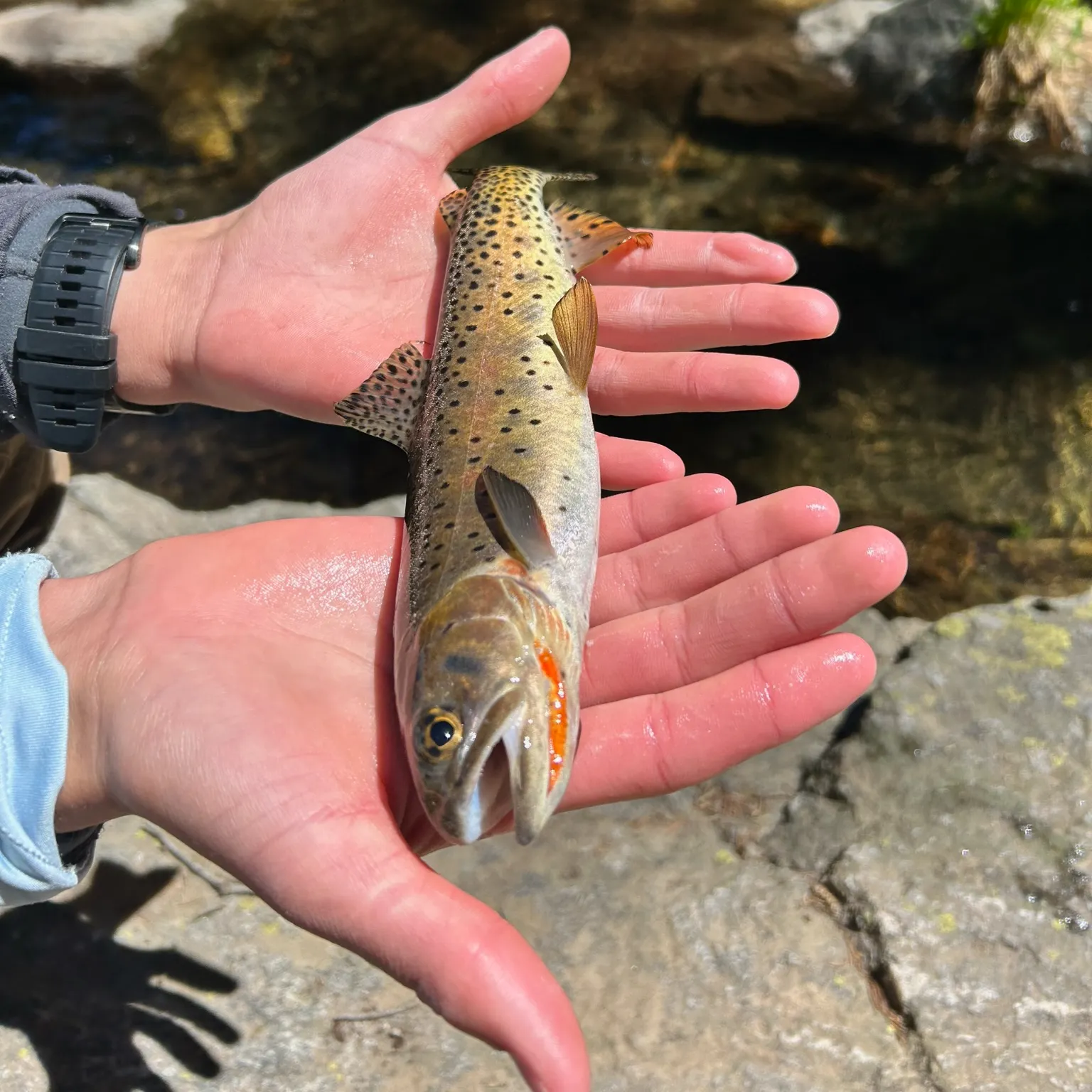 The most recent Rocky Mountain cutthroat trout catches on Fishbrain