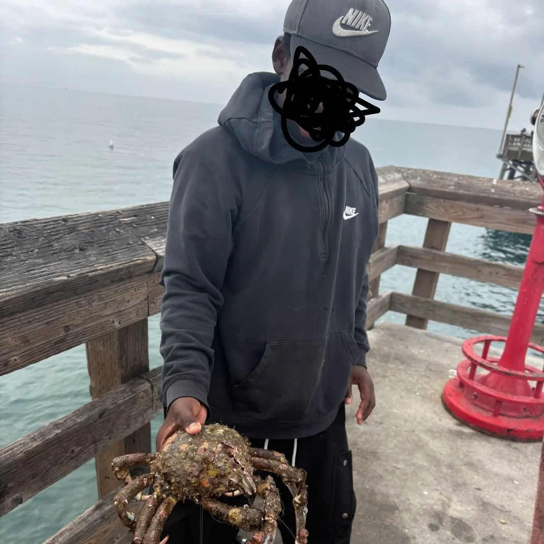 The most recent Sheep crab catches on Fishbrain