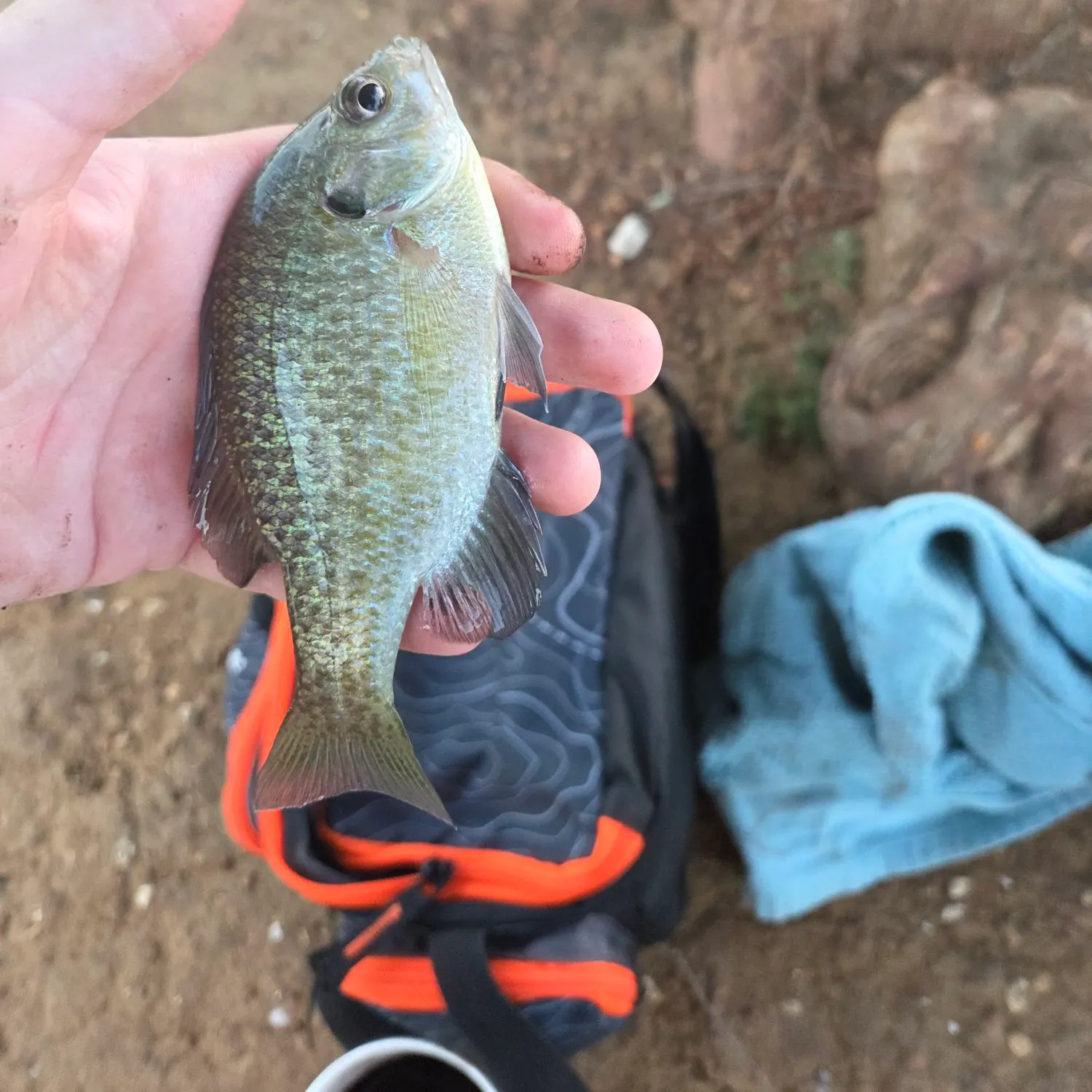 Bluegill caught on Fishbrain