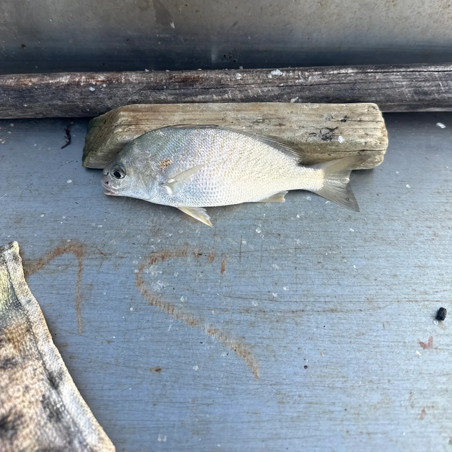Spot croaker caught on Fishbrain