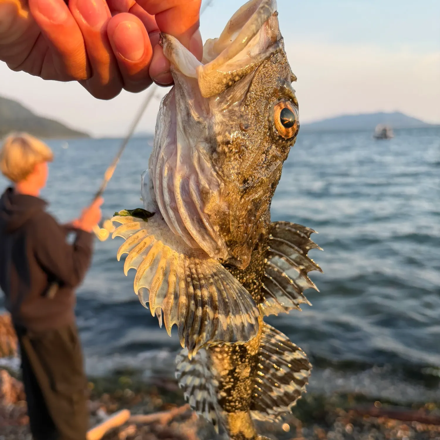 The most recent Great sculpin catches on Fishbrain