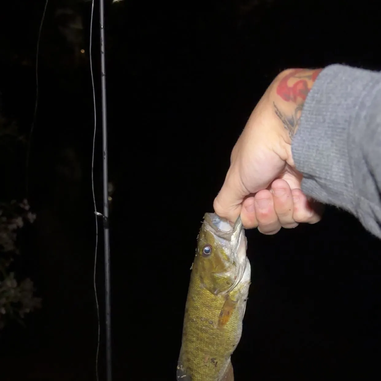 Smallmouth bass caught on Fishbrain