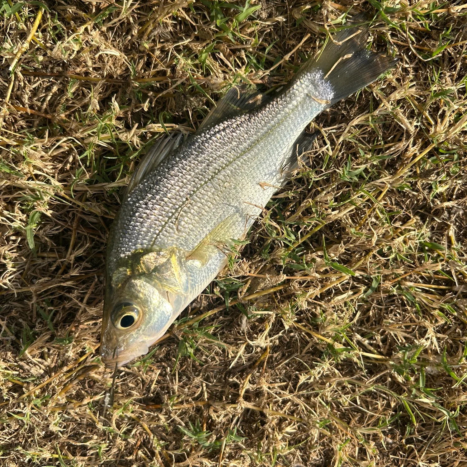 White perch caught on Fishbrain