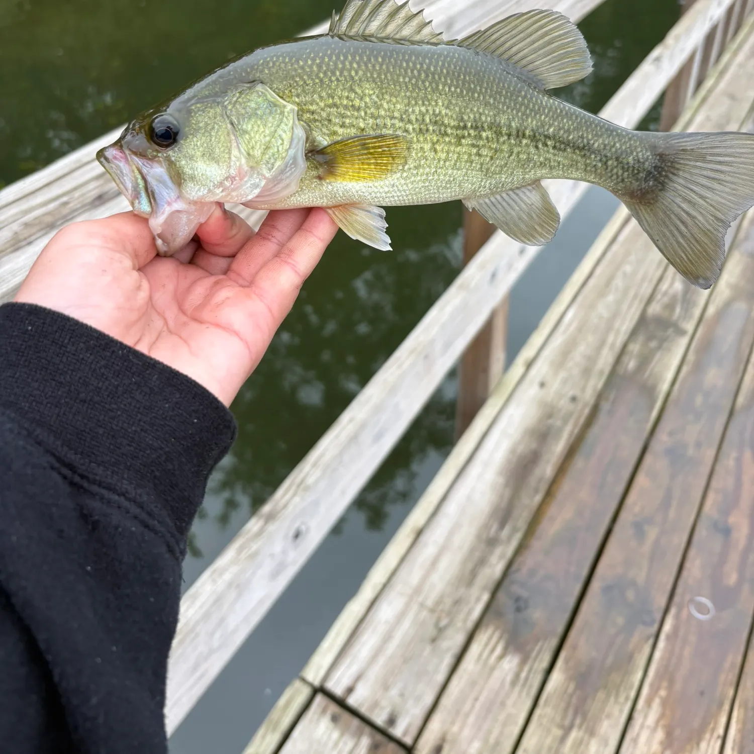 Largemouth bass caught on Fishbrain