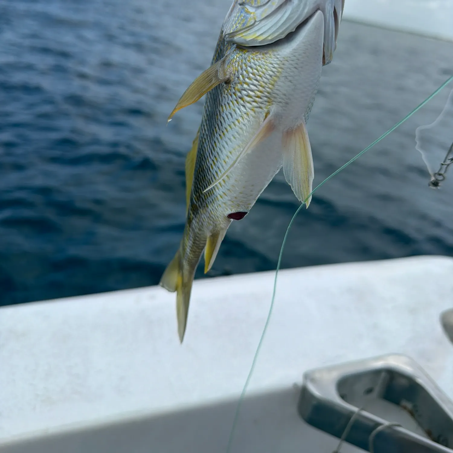 Yellowtail snapper caught on Fishbrain