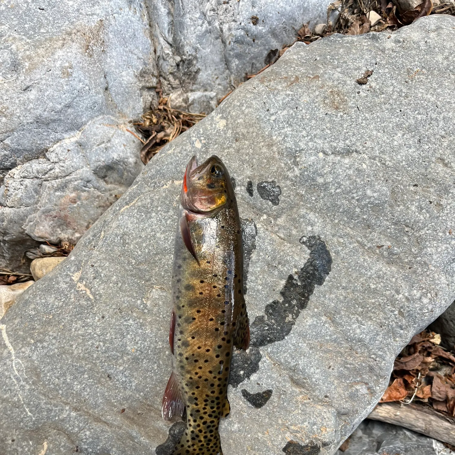 The most recent Cutthroat trout catches on Fishbrain