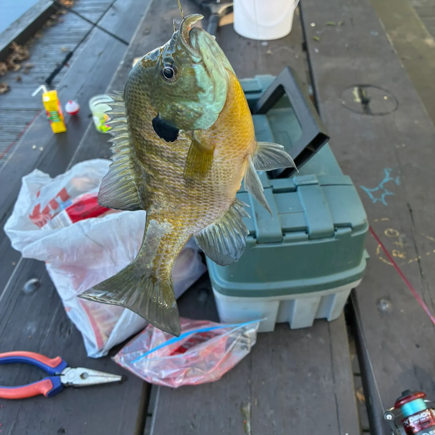 Fish caught on Fishbrain