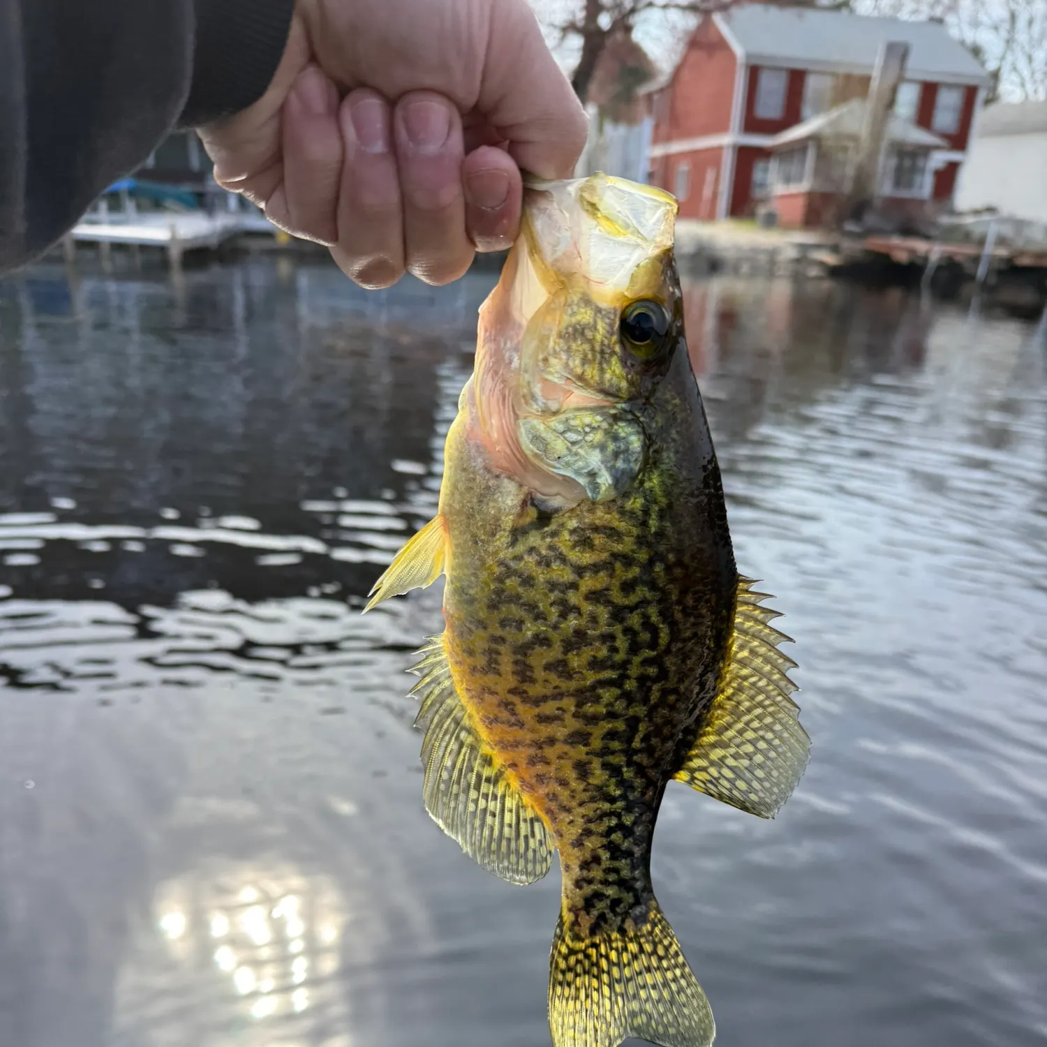 catch