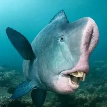The most recent Green humphead parrotfish catches on Fishbrain