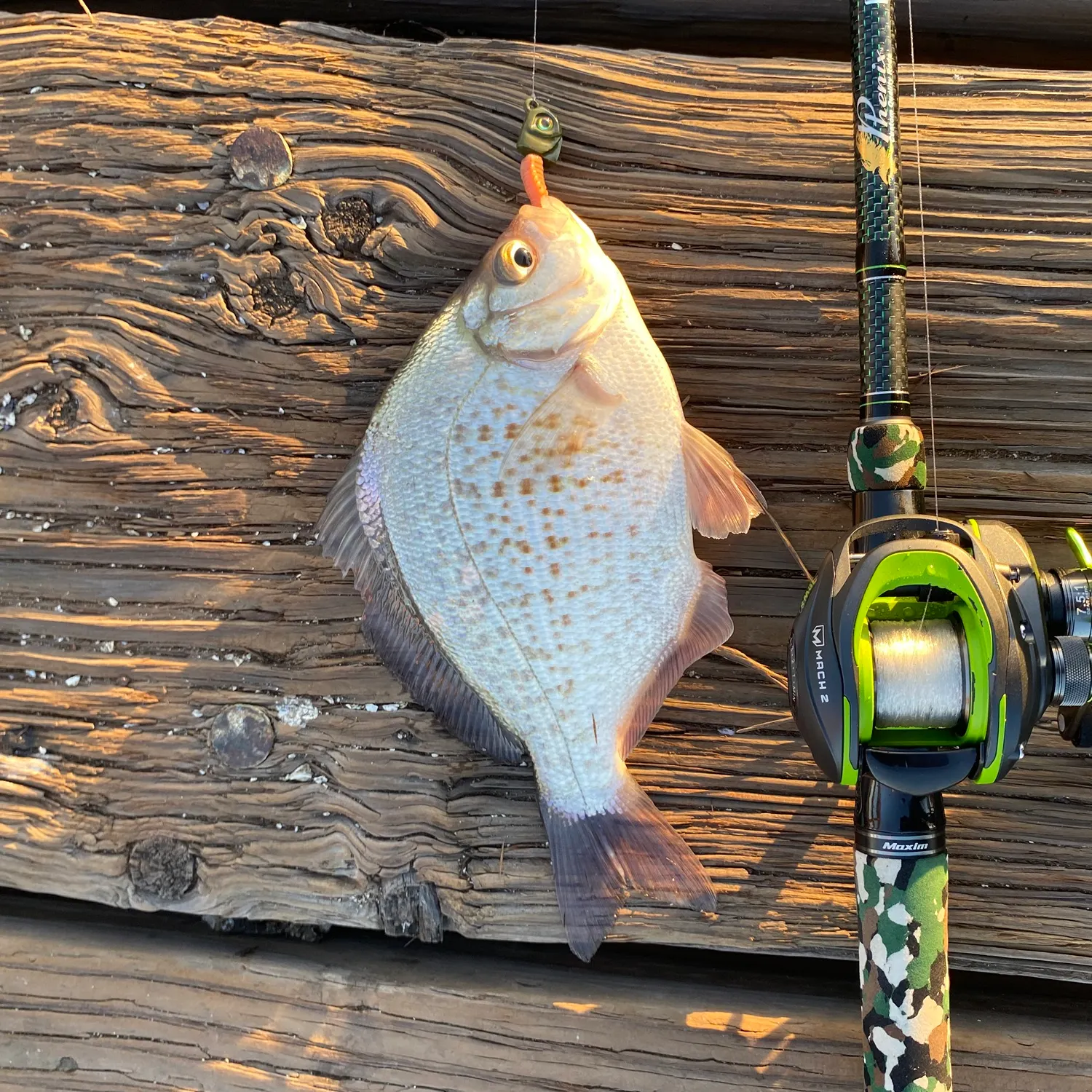 The most popular recent Calico surfperch catch on Fishbrain