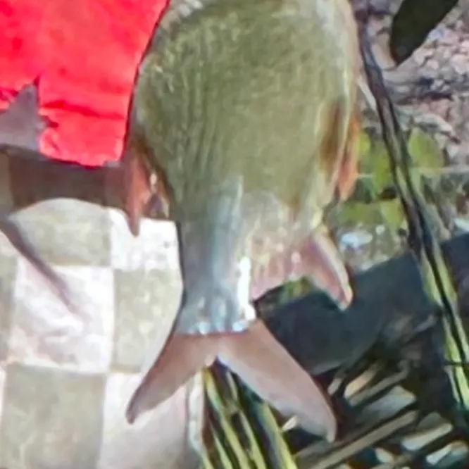 The most recent Rohu carp catches on Fishbrain