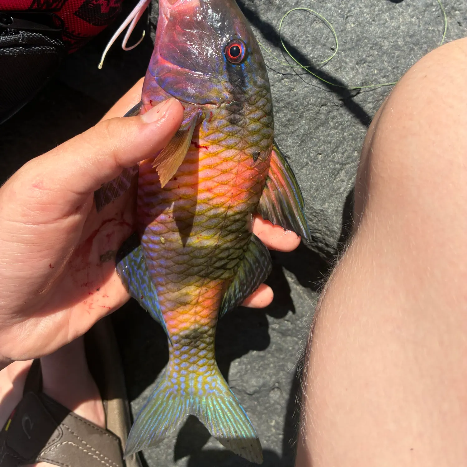 Fish caught on Fishbrain