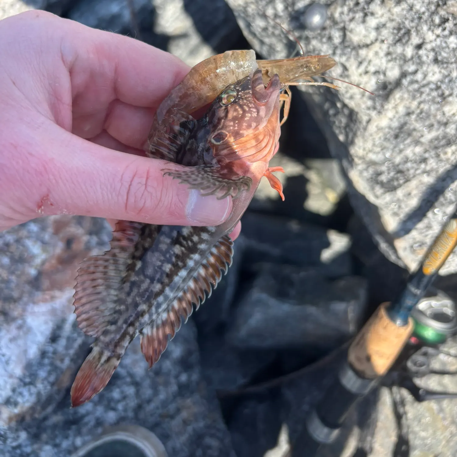 The most recent Hairy blenny catches on Fishbrain