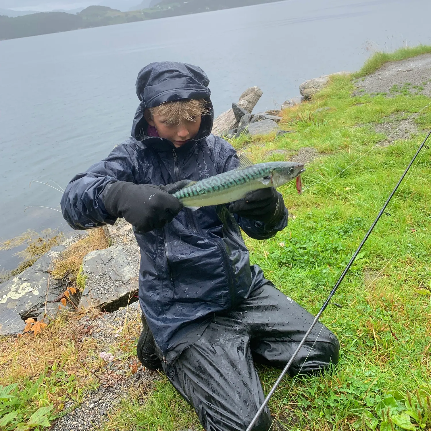 Atlantic mackerel caught on Fishbrain