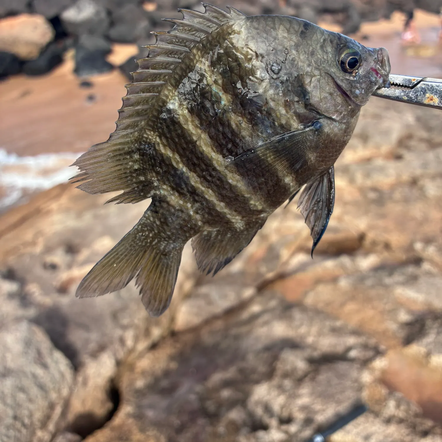 The most recent Hawaiian sergeant major catches on Fishbrain