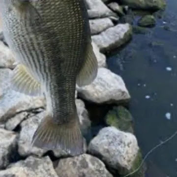Spotted bass caught on Fishbrain