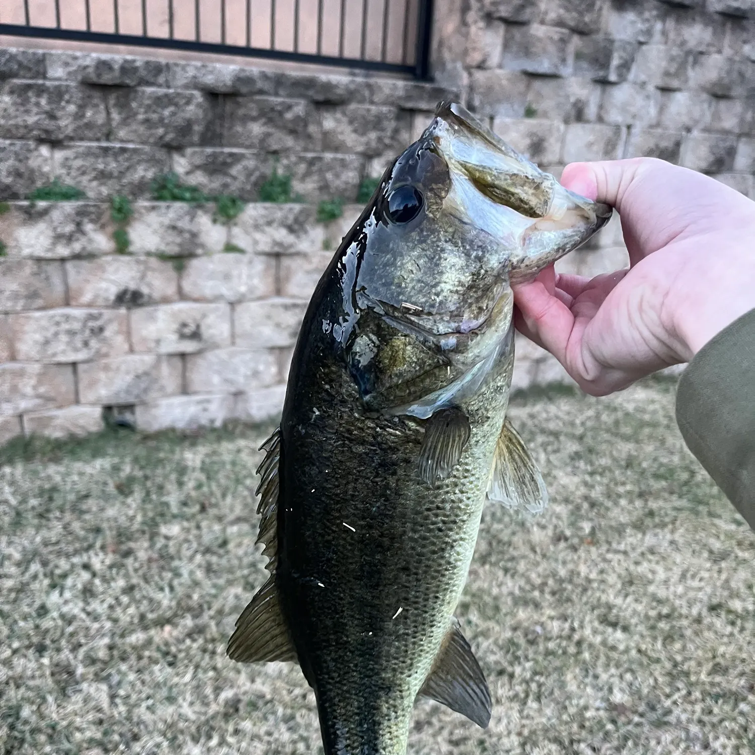 The most recent Largemouth bass catches on Fishbrain