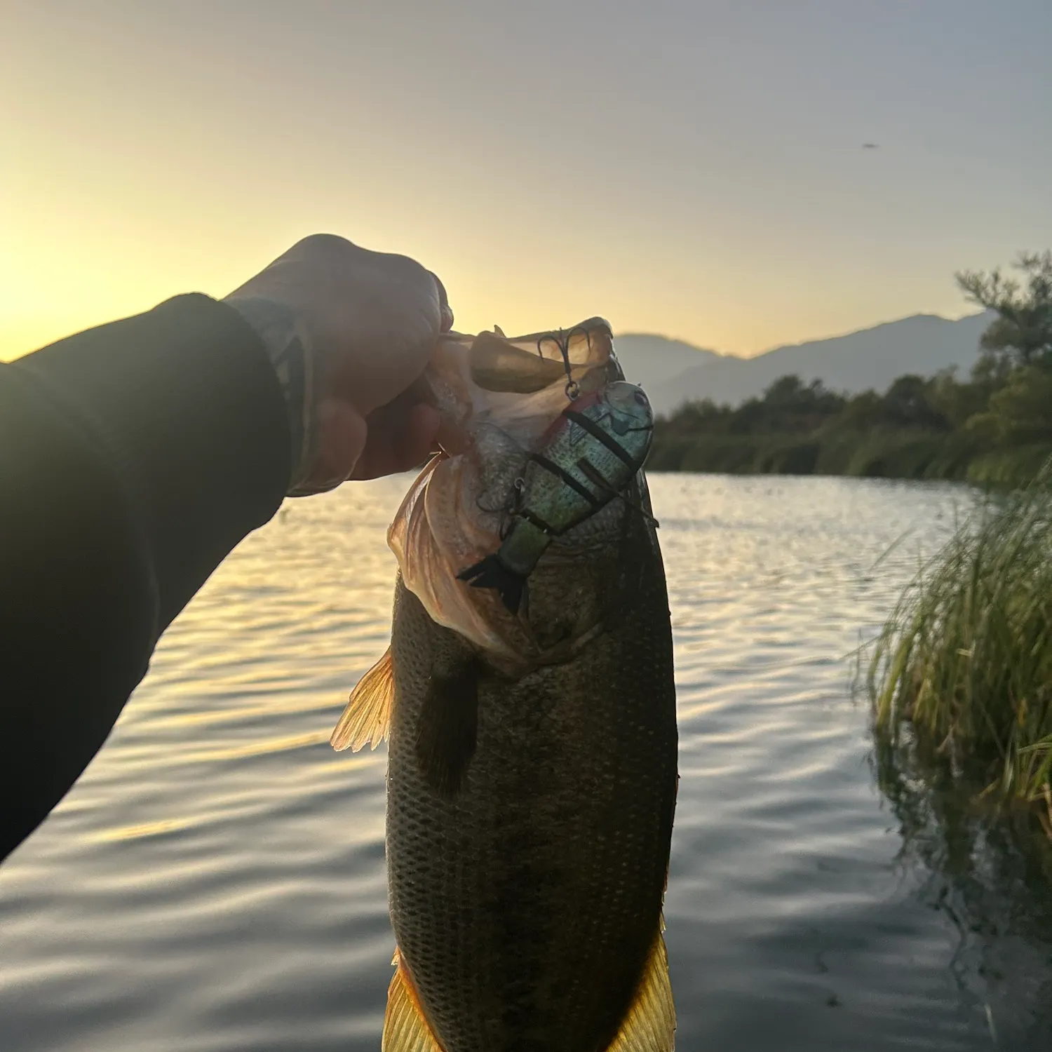 Largemouth bass caught on Fishbrain